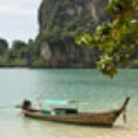 Bluebottles by the Beach